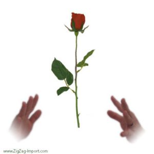 Rose Volante – Flying Rose